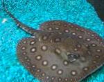 Ocellate Upe Stingray