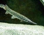 foto Pesci d'Acquario Florida Gar, Lepisosteus platyrhincus, Macchiato
