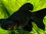 照 金鱼, Carassius auratus, 黑