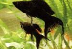 снимка Аквариумни Риби Женствен Мъж, Poecilia sphenops, Черен
