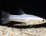 Nuotrauka Akvariumas Žuvys Girardinus, sidabras
