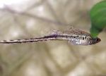 Мексикански Swordtail, Монтесума Swordtail
