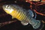 სურათი აკვარიუმის თევზი Aphanius, ჭრელი