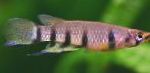 სურათი აკვარიუმის თევზი Epiplatys, ზოლიანი