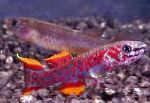 სურათი აკვარიუმის თევზი Fundulopanchax, წითელი