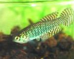 Photo Aquarium Fish Leptolebias, Spotted