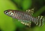 Bilde Akvariefisk Notholebias, stripete