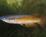 φωτογραφία τα ψάρια ενυδρείου Pachypanchax, Χρυσός