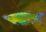 照 观赏鱼 蓝绿色Procatopus, 绿