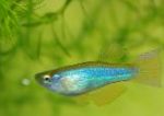 Bilde Akvariefisk Blågrønne Procatopus, lyse blå