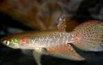 фотографија Акваријумске Рибице Птеролебиас, Pterolebias, споттед