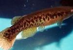 sladkovodne ribe Rivulus fotografija