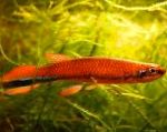 სურათი აკვარიუმის თევზი Rivulus, წითელი