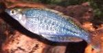 Photo Aquarium Fish Chilatherina, Light Blue