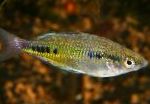 Black-Spotted Rainbow Fish