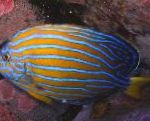 Фото Аквариумные Рыбки Ангел-хетодонтопл, Chaetodontoplus, полосатый