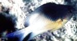 fotoğraf Akvaryum Balıkları Stegastes, rengârenk