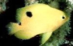 фотографија Акваријумске Рибице Стегастес, Stegastes, жут