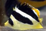 Butterfly mitratus, Indian butterflyfish