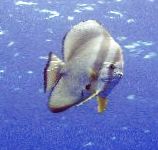 Photo Round-Faced Batfish, Teira Batfish, Platax teira, Chaetodon teira, Striped