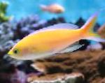 fotoğraf Akvaryum Balıkları Pseudanthias, sarı