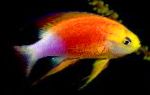 fotoğraf Akvaryum Balıkları Pseudanthias, rengârenk