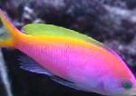 fotoğraf Akvaryum Balıkları Pseudanthias, rengârenk