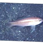 φωτογραφία τα ψάρια ενυδρείου Threadtail Ανθία., Tosana niwae, Ροζ
