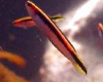 სურათი აკვარიუმის თევზი Trachinops, ზოლიანი