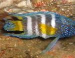 სურათი აკვარიუმის თევზი Paraplesiops, ზოლიანი