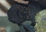Фото Аквариумные Рыбки Плезиопс, Plesiops, черный