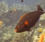 Šerý Parrotfish