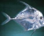 Indian Threadfish, Slidbane Fin Jack