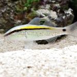 Pomlčka-A-Tečka Goatfish (Žlutý Zpět Goatfish)