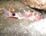 Dlhodobé Parma Goatfish
