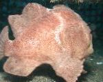 Commerson S Frogfish (Commersons Havtaske)
