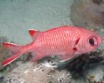 Fehér Szélű (Blotcheye Soldierfish)
