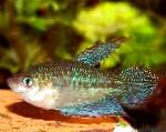 Photo Aquarium Fish Croaking gourami, Trichopsis vittata, Motley
