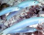 Blue Grundulis Dartfish