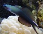 Blackfin Dartfish, Scissortail Tokko