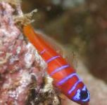 Catalina Goby (Goby Bluebanded)