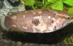 slatkovodna riba Ctenopoma Oxyrhynchum Foto