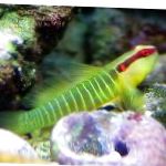 Goby Greenbanded