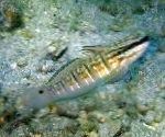 Dormit Goby Banded