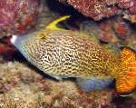 Fantail Orange Filefish