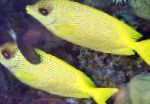 Endonezya Mercan Rabbitfish