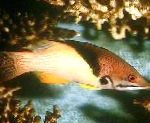 Mercan Domuz Balığı, Mesothorax Domuz Balığı