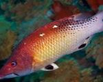 Crvena Diana Svinjska Riba