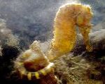 Tiger კუდი Seahorse