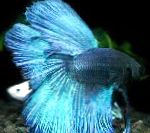 фотографија Акваријумске Рибице Сиамесе Фигхтинг Фисх, Betta splendens, светло плава